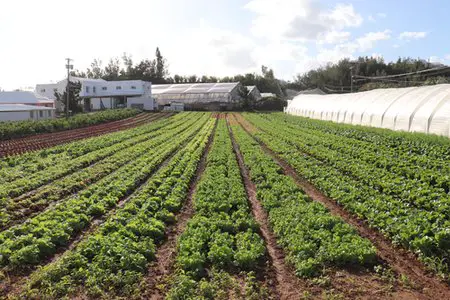 Wadsons Farm Bermuda