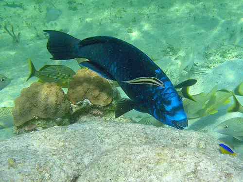 Abaco diving, fish