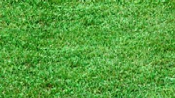 Bermuda Sod Grass
