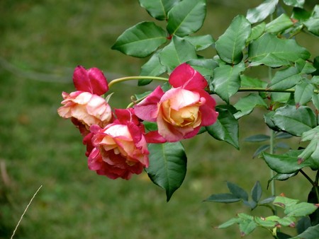 Roses Bermuda Botanical Gardens
