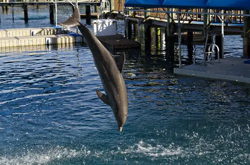 Dolphin at Blue Lagoon Island