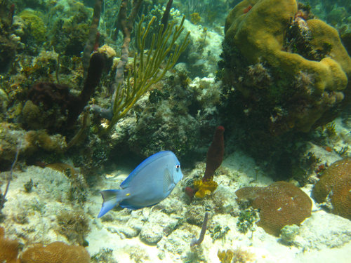 Snorkeling, Bahamas