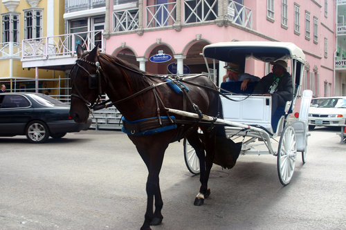 Horse Carriage Ride Nassau