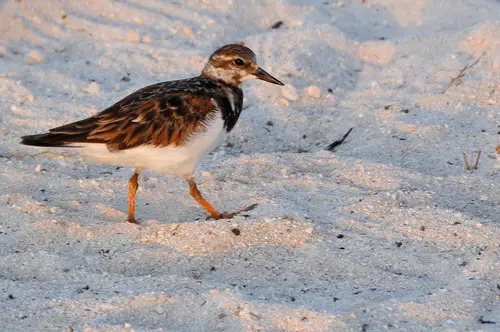 Ruddy Turnstone