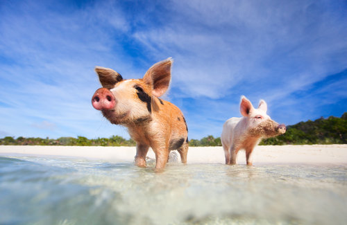 Pig Beach (Big Major Cay)