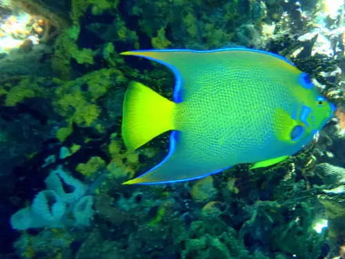 Fish at Thunderball Grotto