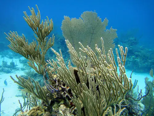 Corals Exuma