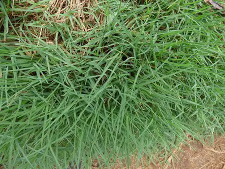 Bermuda Grass Close Up View