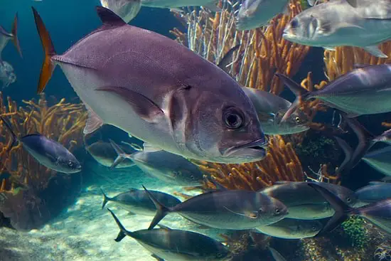 Bermuda Aquarium (BAMZ)
