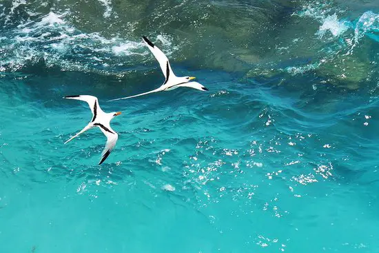 Bermuda Longtail Birds