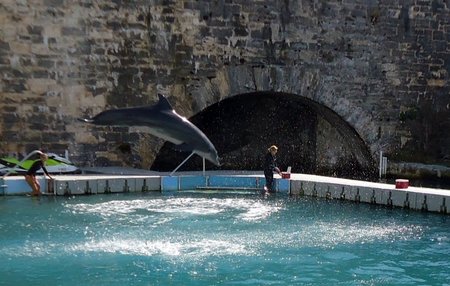 Dolphin Quest Bermuda