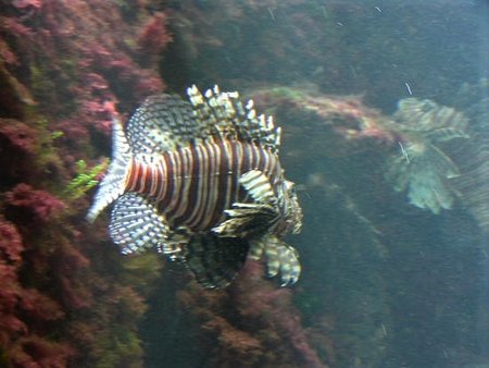 Lionfish at Bermuda Aquarium