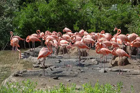 Flamingos at BAMZ