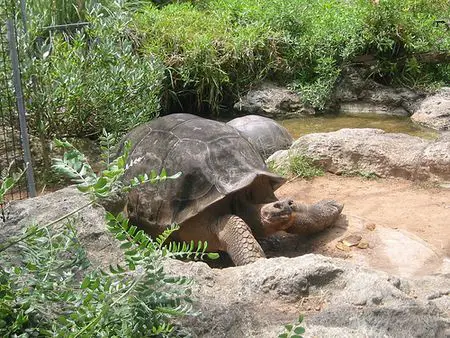 Tortoise at BAMZ Zoo