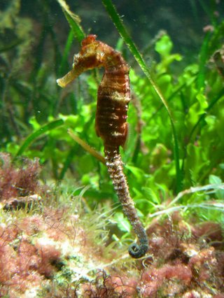 Seahorse at Bermuda Aquarium