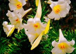 Bermuda Easter Lily
