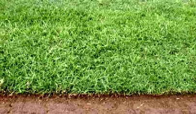 Tifway Bermuda Grass