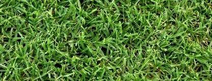 Tifgreen Bermuda grass