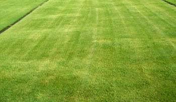 Emerald Zoysia Grass