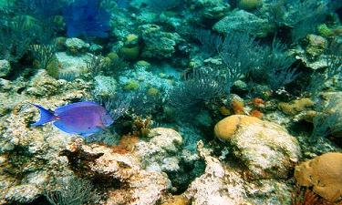 North Rock Reef Bermuda