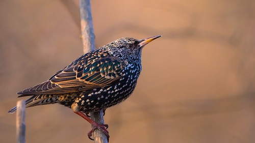 Starling