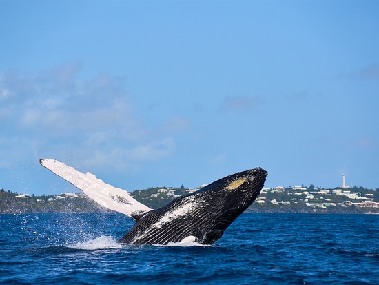 Whale in Bermuda Waters