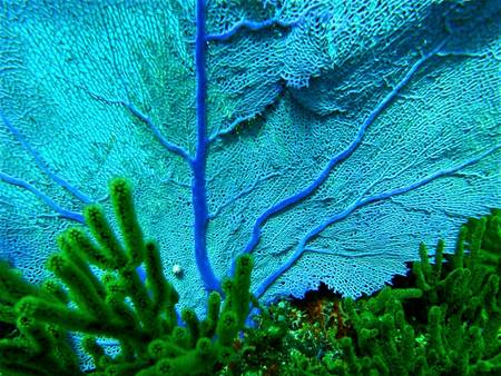 Blue Hole Sea Fan